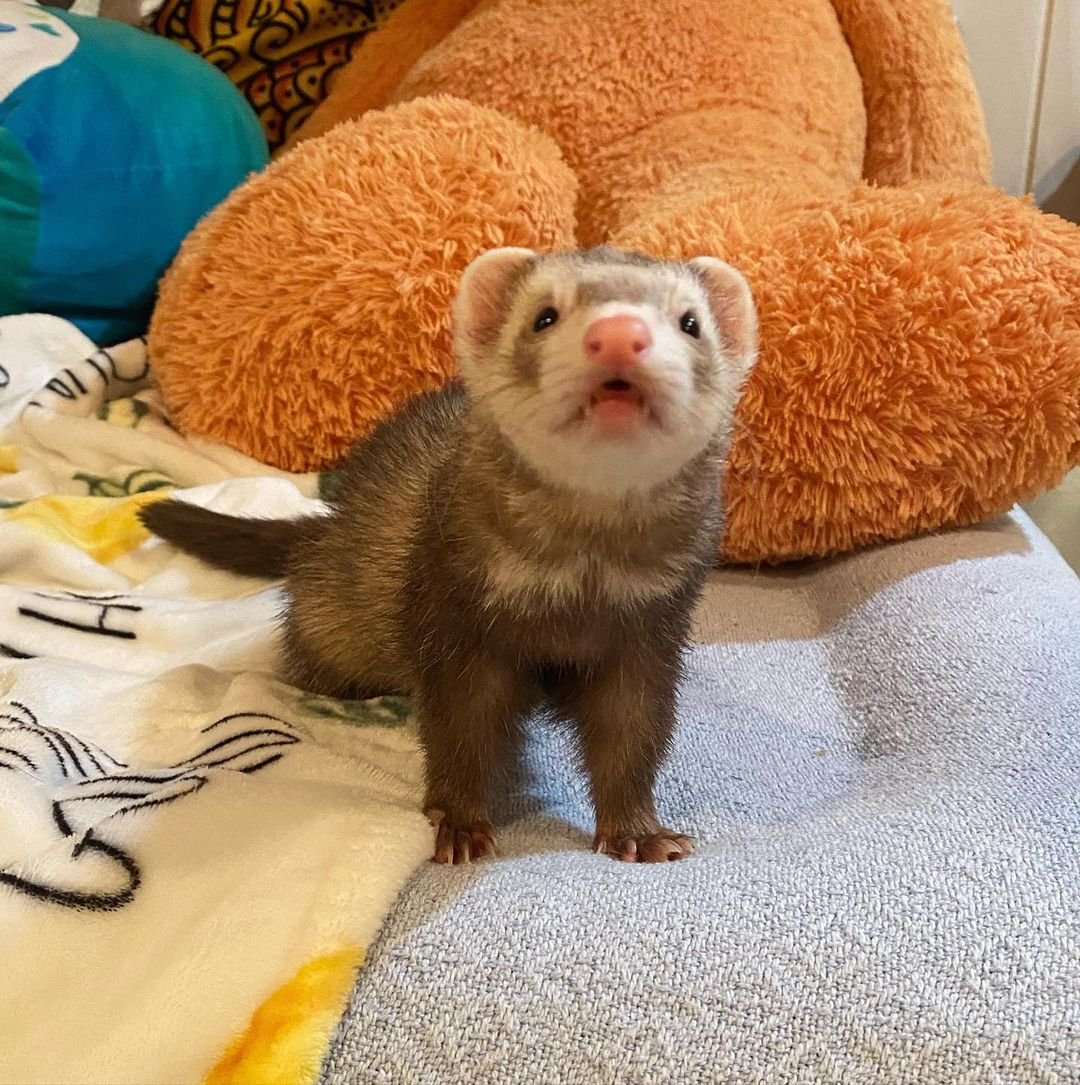 Baby Chocolate Ferret Available for Adoption - FERRET HAVEN