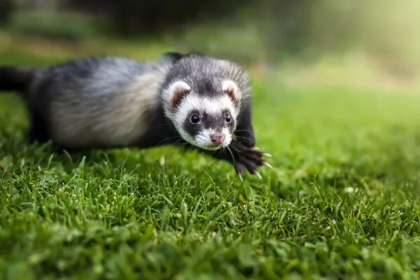 Ferret Training and Behavior: Essential Tips for a Well-Adjusted Pet