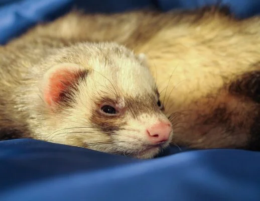 Ferret Health and Wellness: Essential Tips for a Happy, Healthy Ferret